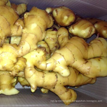 Chinese New Crop Fresh Good Quality Yellow Ginger